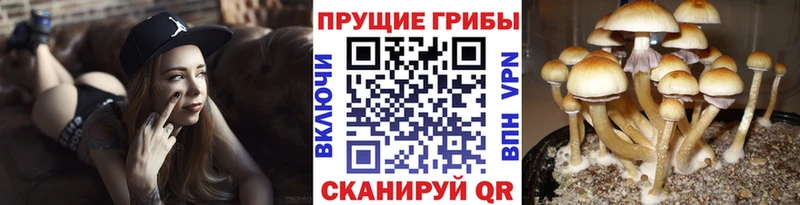 Купить  Тогучин  Галлюциногенные грибы Magic Shrooms 